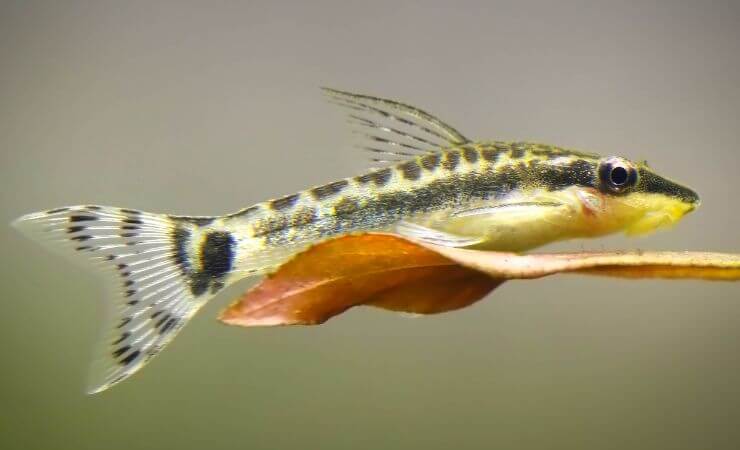 Otocinclus su una foglia