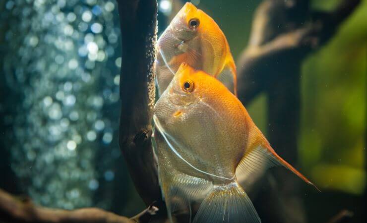 Scalari, deposizione in acquario