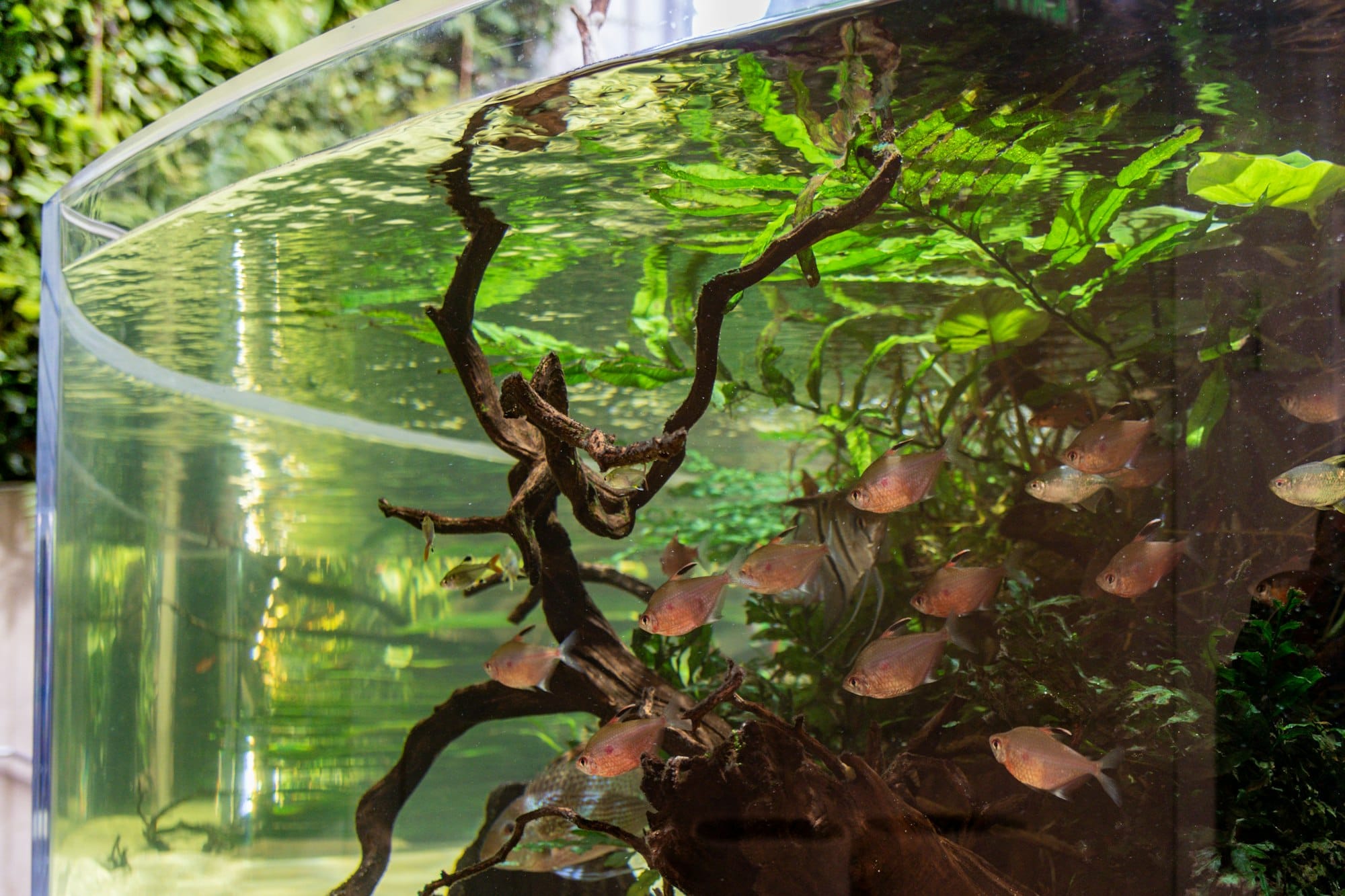 Potenziale redox in acquario, guida completa
