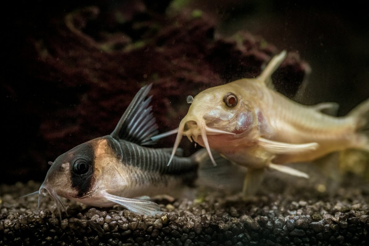 La verità sui pesci pulitori: sfatiamo i miti per promuovere un’acquariofilia responsabile La verità sui pesci pulitori: sfatiamo i miti per promuovere un’acquariofilia responsabile