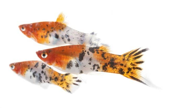 Platy: un gruppo di tre esemplari molto colorati.