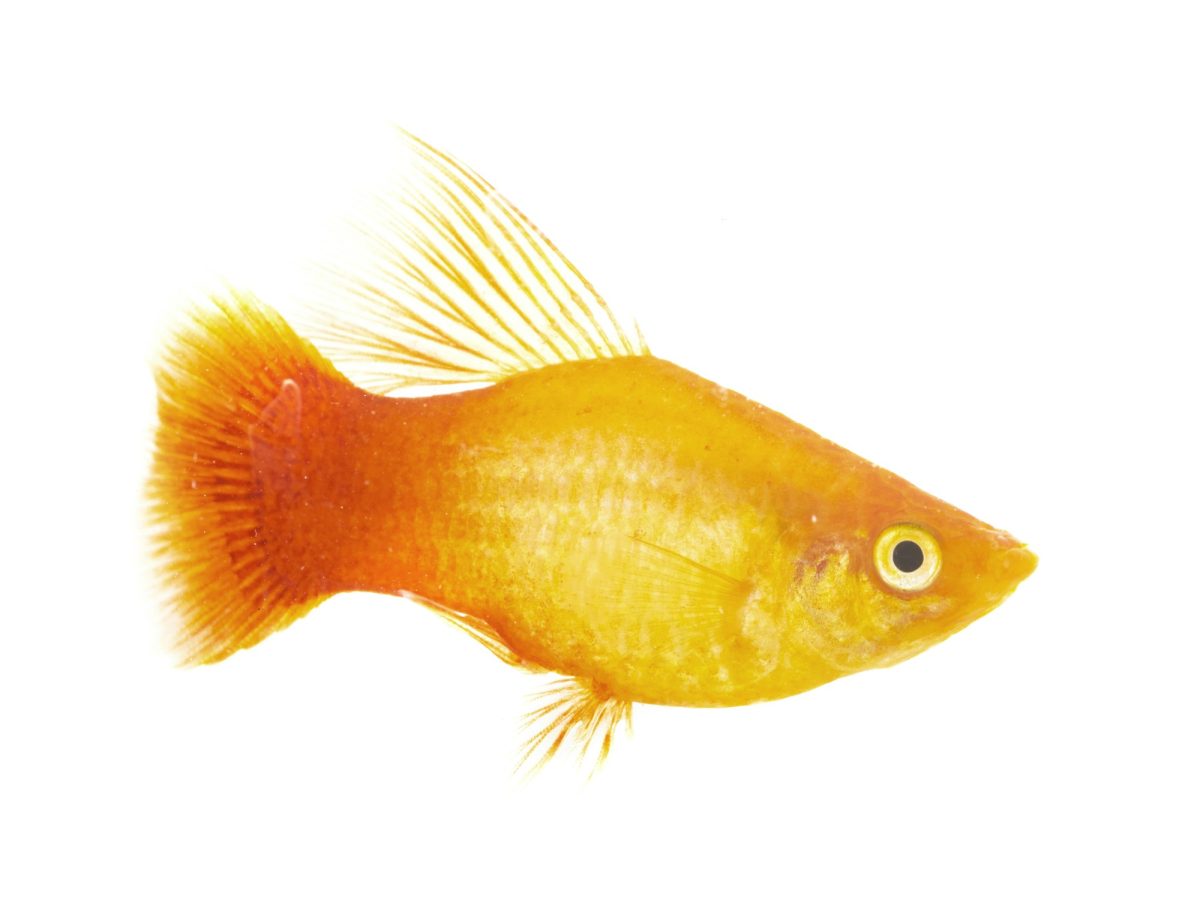 Platy: il colorato mondo dell’Xiphophorus maculatus nell’acquario Platy: il colorato mondo dell’Xiphophorus maculatus nell’acquario