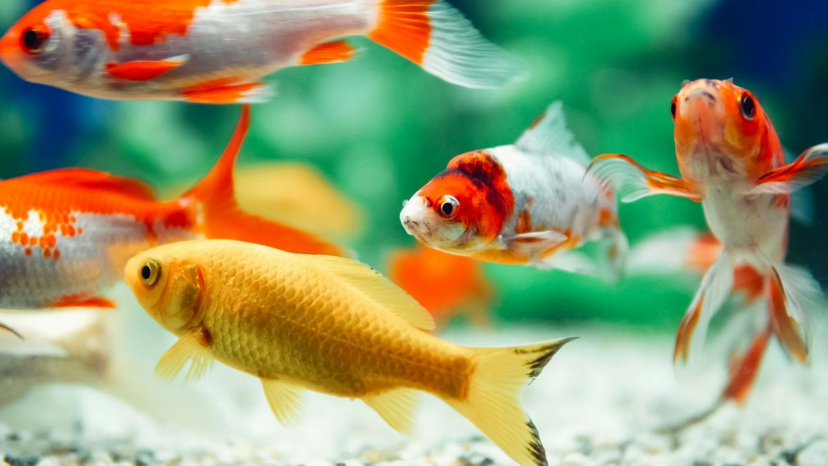 Il fascino intramontabile del pesce rosso: guida completa per curarlo al meglio Il fascino intramontabile del pesce rosso: guida completa per curarlo al meglio