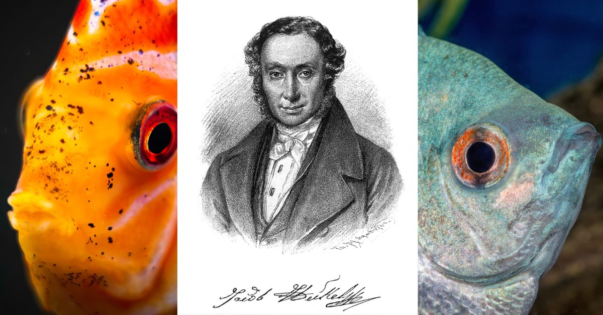 Johann Jakob Heckel: Pioniere dell'Ittiologia e la Sua Eredità nell'Acquariologia