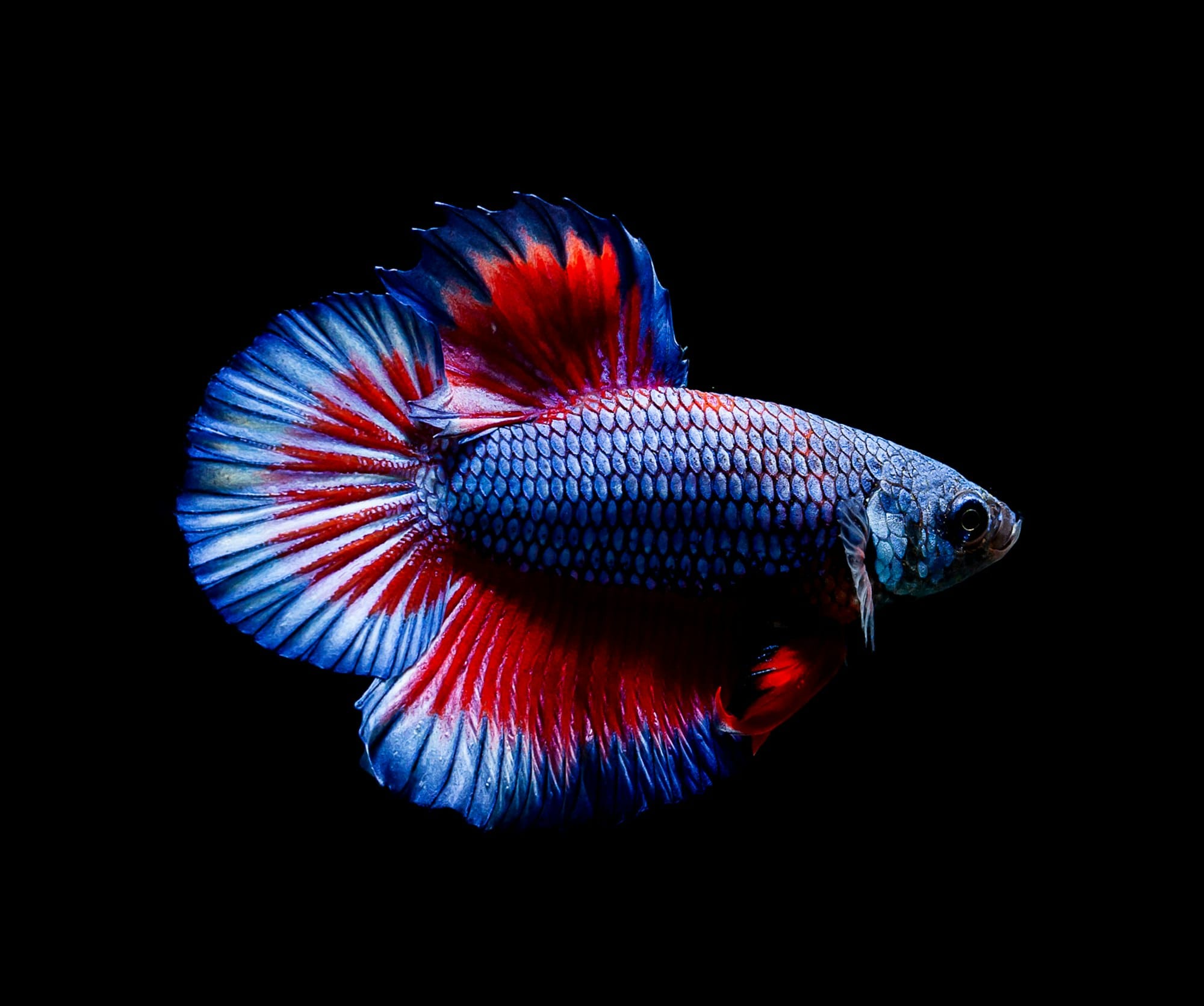 Betta splendens in acquario
