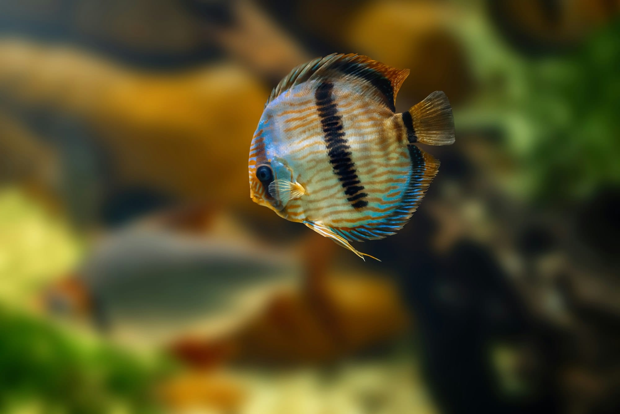 Discus livrea selvatica