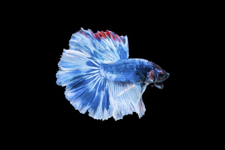 Betta Splendens: Storia, Importazione e Evoluzione in Acquariofilia