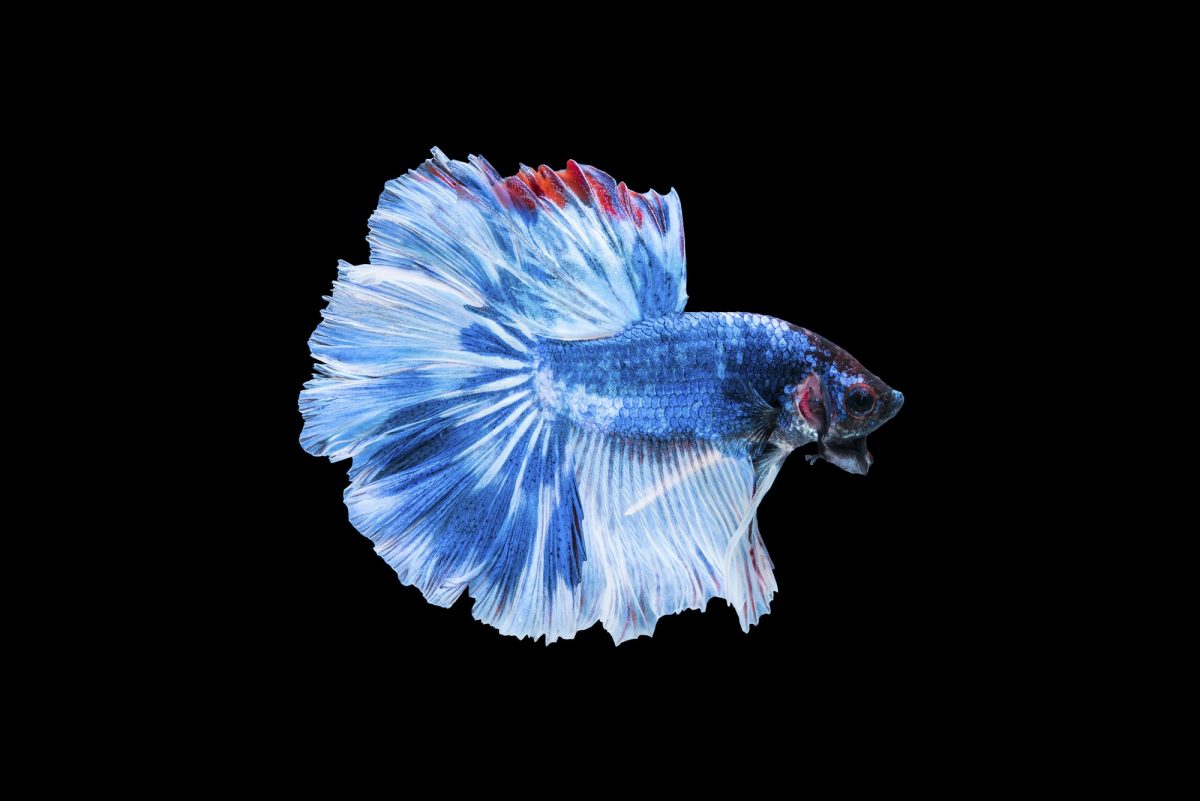 Betta Splendens: Storia, Importazione e Evoluzione in Acquariofilia