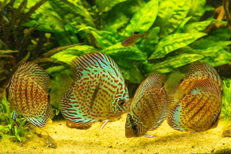 Come Allestire un Acquario per Discus: Guida Completa e Consigli Pratici