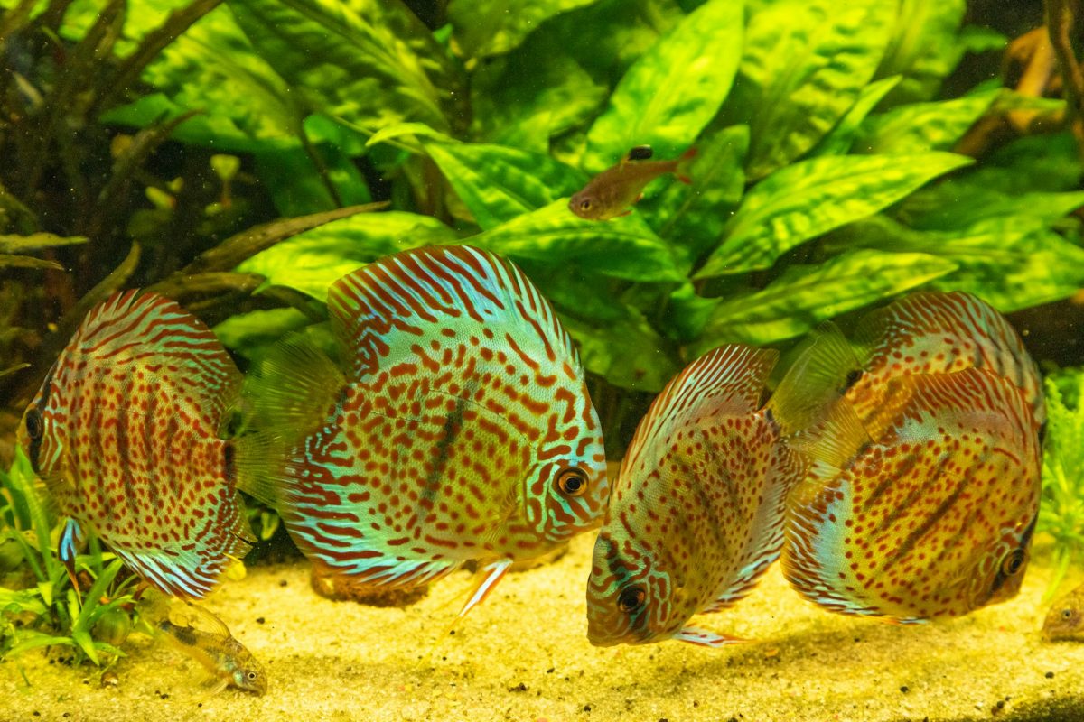Come Allestire un Acquario per Discus: Guida Completa e Consigli Pratici