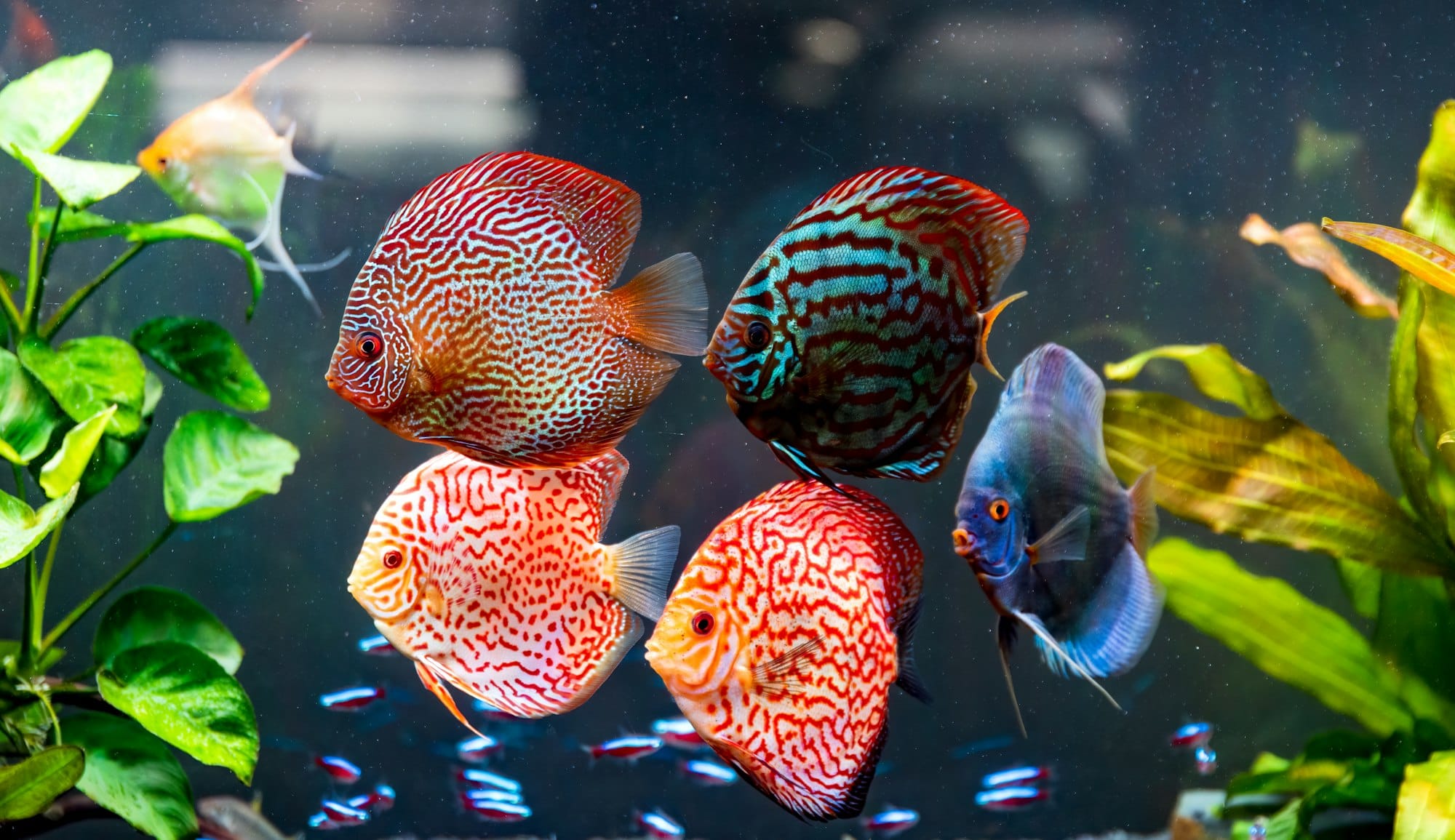 acquario per discus allestimento acquario