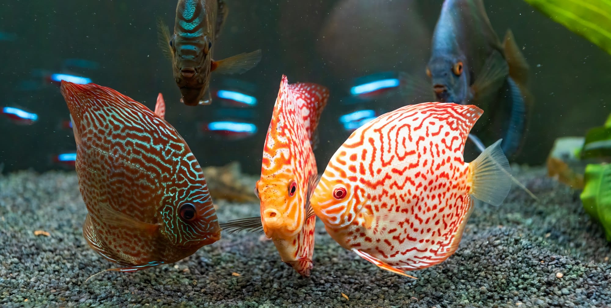 Symphysodon discus pesce classificato da Heckel