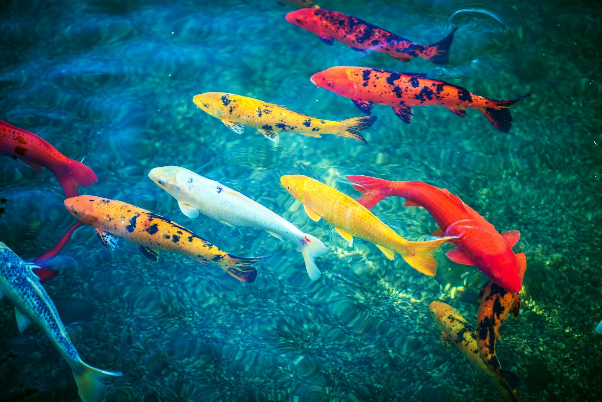 Carpe coi in acquario guida completa