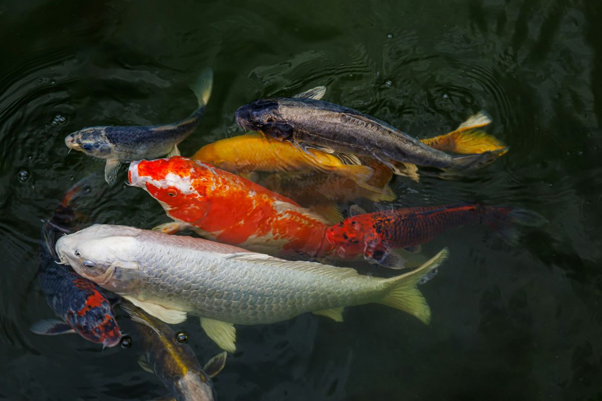 Come tenere carpe koi in acquario?