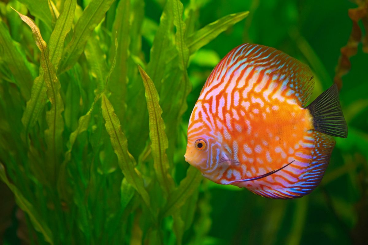 Discus: Storia, Scoperta e Importazione Globale della Specie