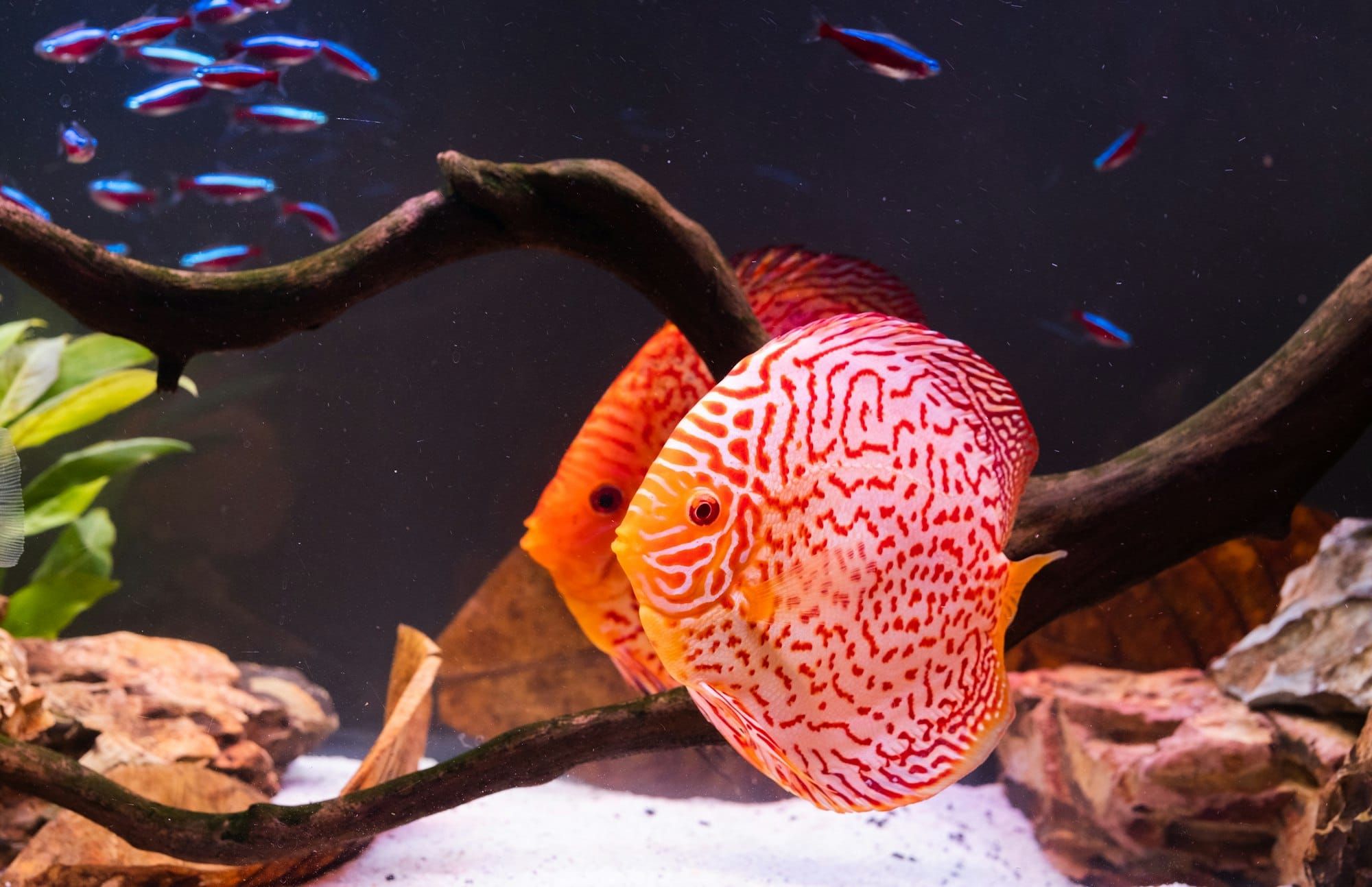 Symphysodon discus