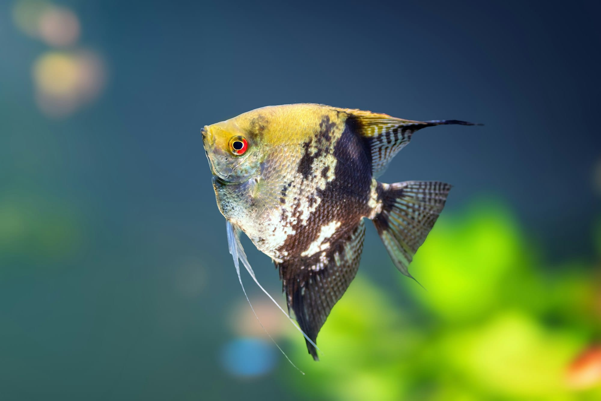 Golden Marble Pterophyllum scalare 