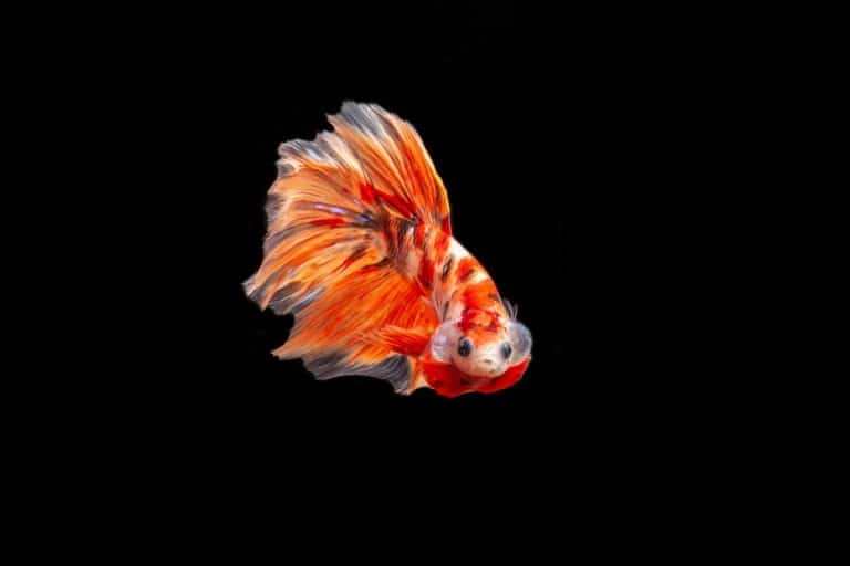 Pesci ideali per nano acquari