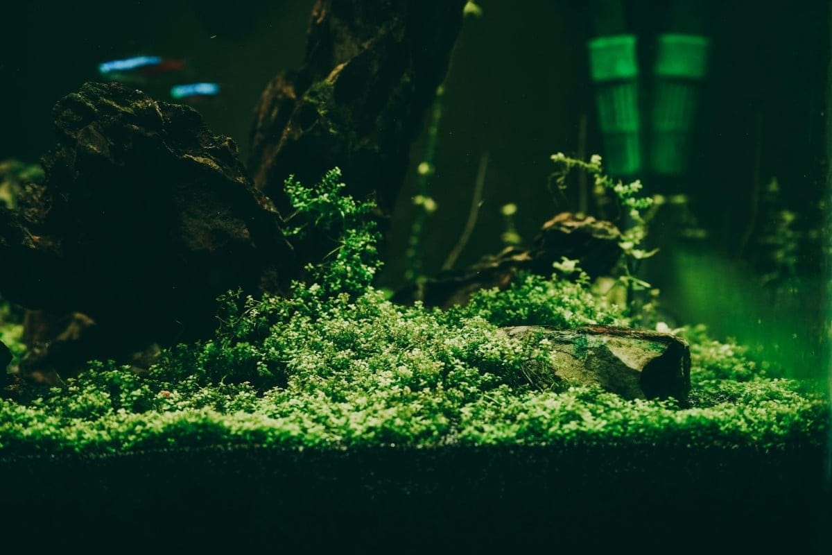 Scegliere i migliori pesci per nano acquari è fondamentale per garantire un ambiente armonioso e visivamente affascinante.