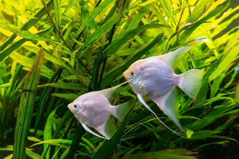 Pesci scalari in un acquario con compagni compatibili