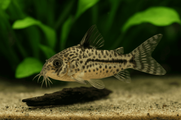 Pesci utili in acquario nuotano in un ambiente naturale, tra sabbia e piante acquatiche.