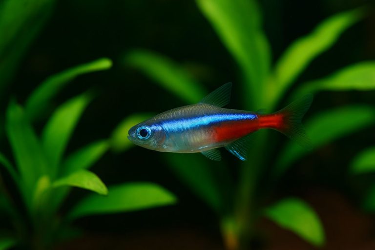 Primo piano di un pesce neon (Paracheirodon innesi) in un acquario piantumato.