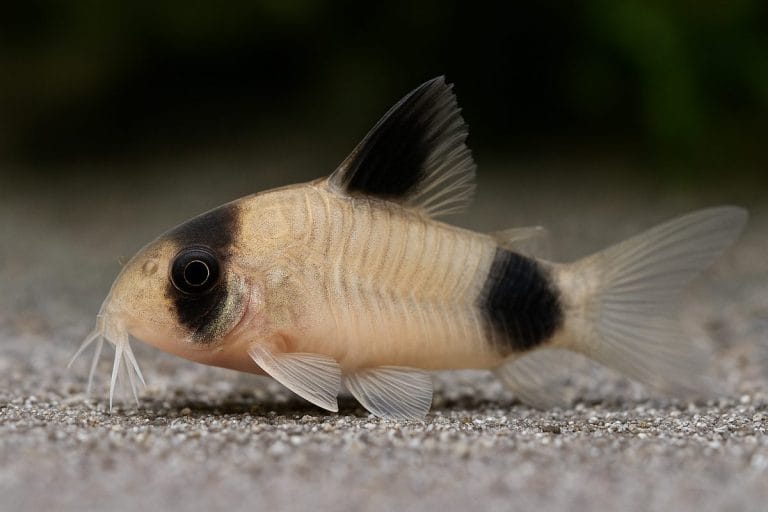 Corydoras Panda che nuota sul fondo sabbioso di un acquario piantumato