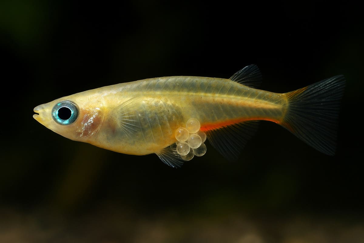 Notropis chrosomus colorato accanto a Oryzias latipes in acquario