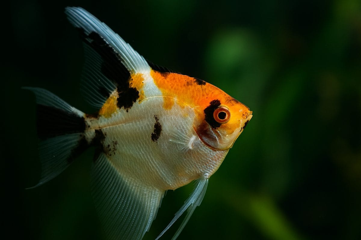 Pesce Scalare varietà Koi con colorazioni arancioni, nere e bianche ripreso in primo piano